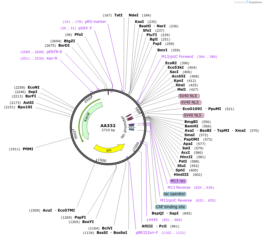 216053-plasmid-map-sequence-id-431398