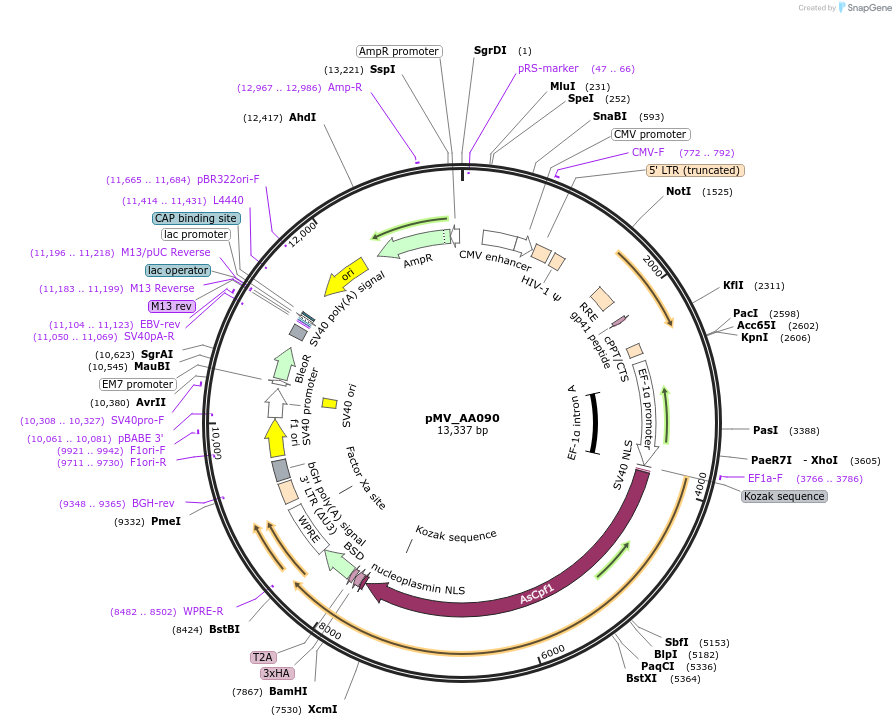 216099-plasmid-map-sequence-id-431399