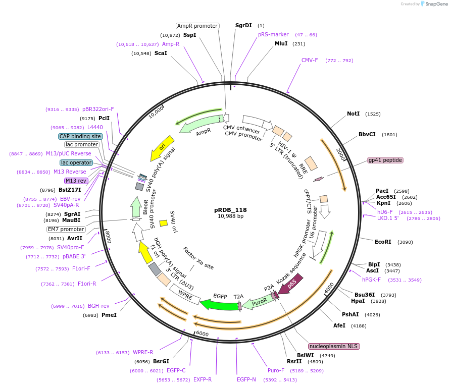 216089-plasmid-map-sequence-id-431401