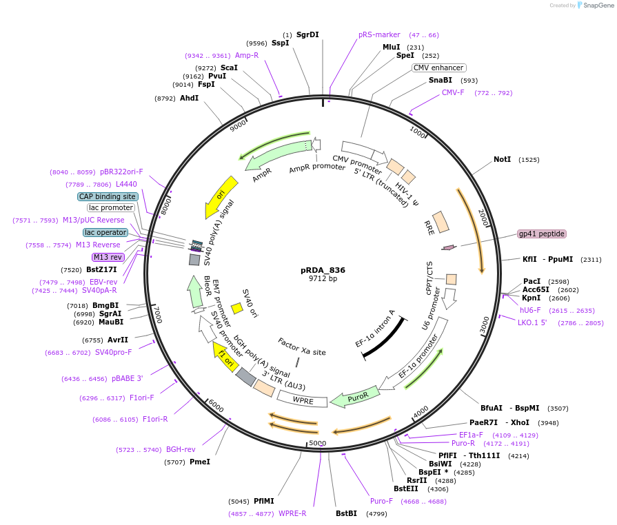 216088-plasmid-map-sequence-id-431404