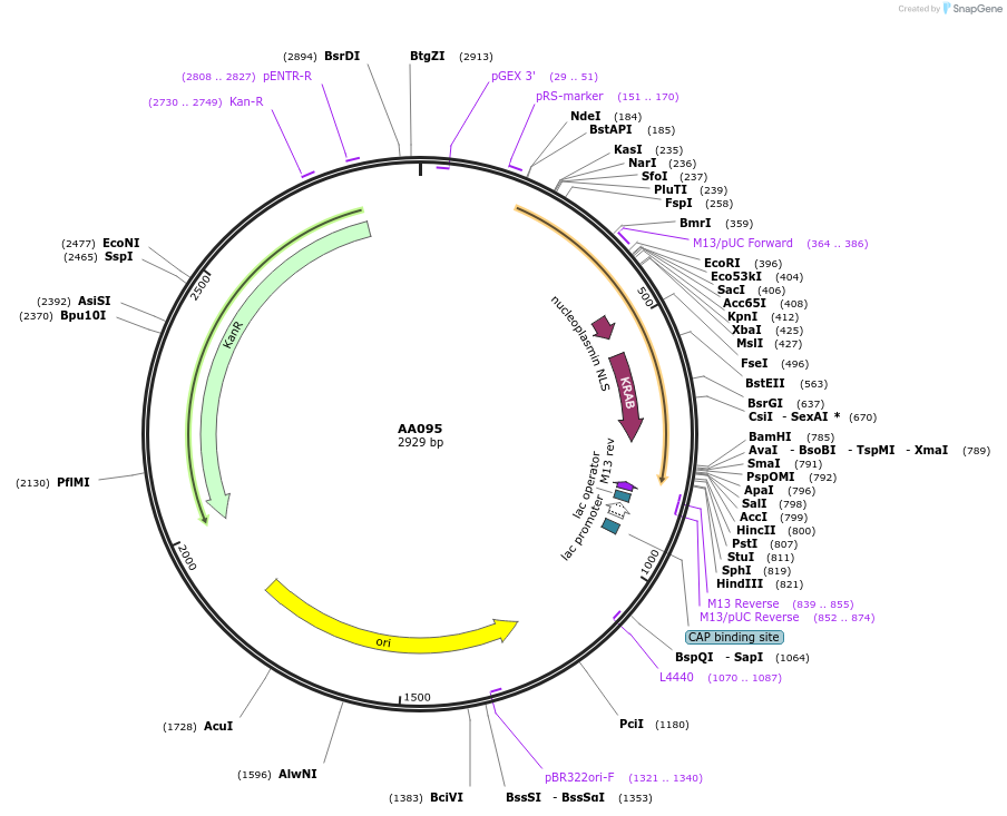 216043-plasmid-map-sequence-id-431408