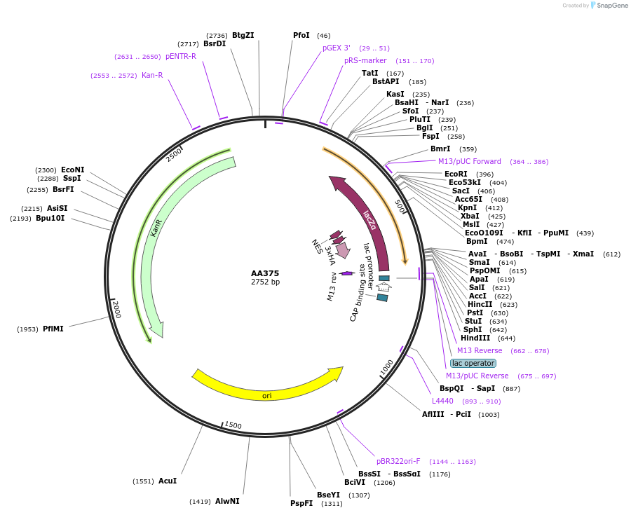 216054-plasmid-map-sequence-id-431409
