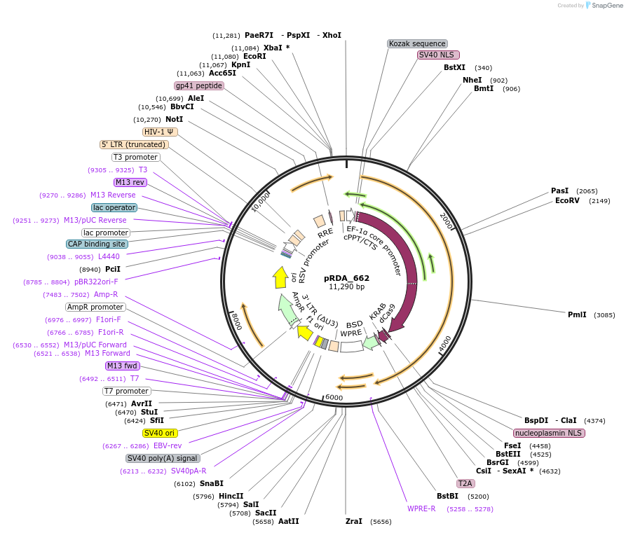 216101-plasmid-map-sequence-id-431411