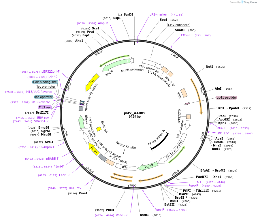 216105-plasmid-map-sequence-id-431412