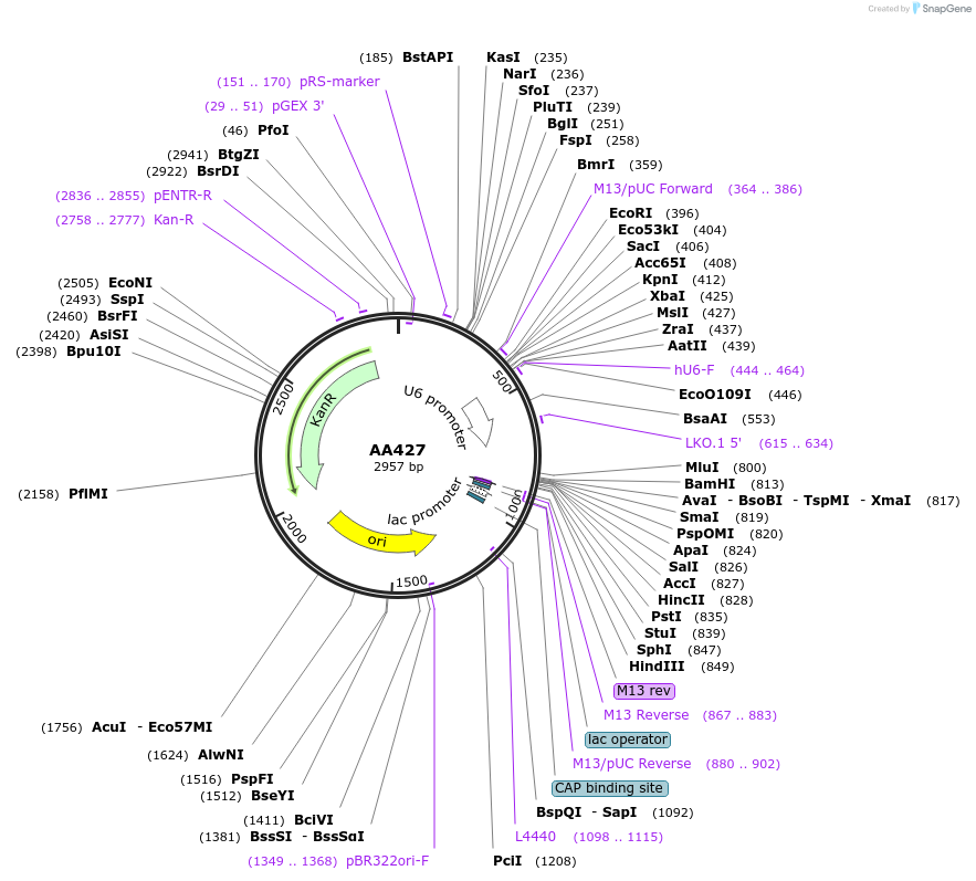 215961-plasmid-map-sequence-id-431415