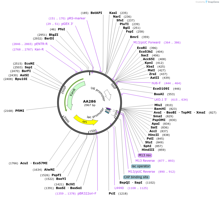 215948-plasmid-map-sequence-id-431417