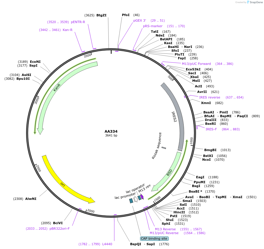 216068-plasmid-map-sequence-id-431425