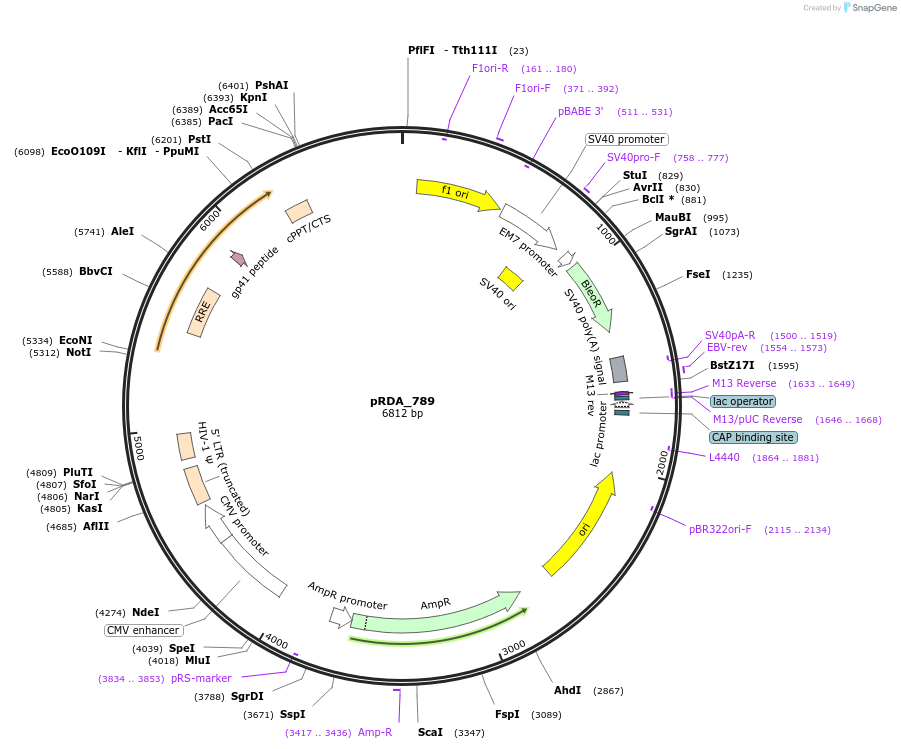 216078-plasmid-map-sequence-id-431429