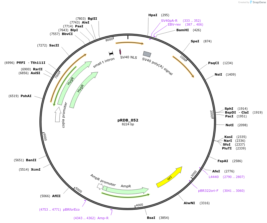 216082-plasmid-map-sequence-id-431430