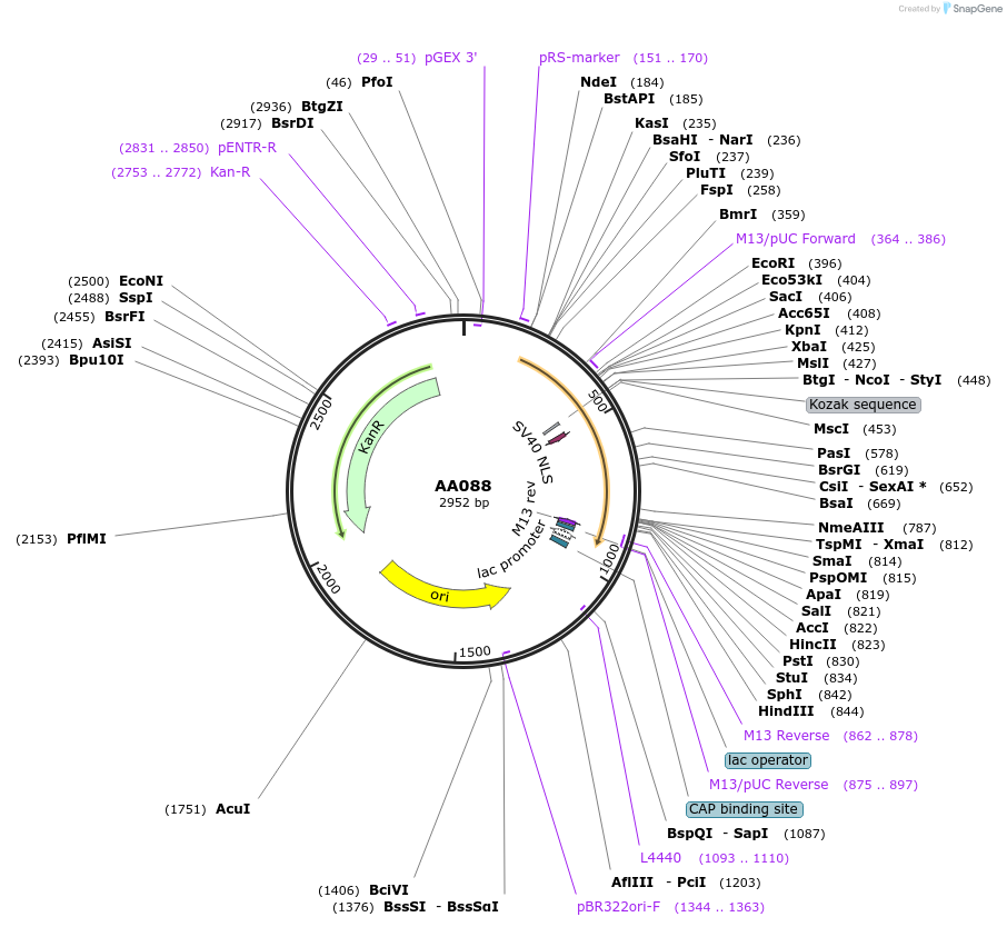 215978-plasmid-map-sequence-id-431433