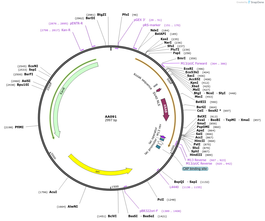 215979-plasmid-map-sequence-id-431434