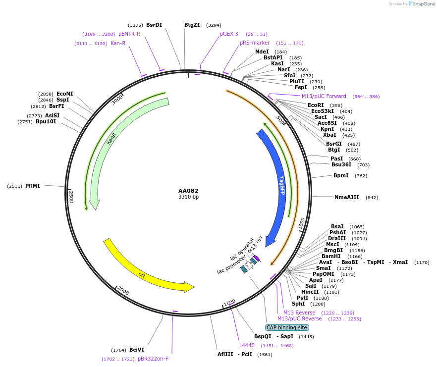 215997-plasmid-map-sequence-id-431439