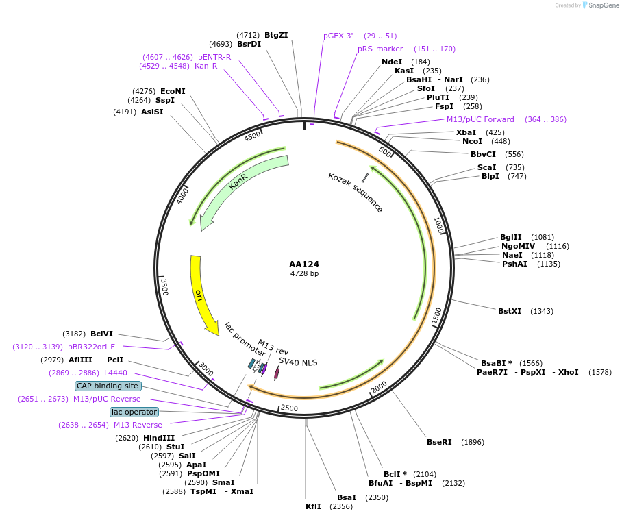 215981-plasmid-map-sequence-id-431441