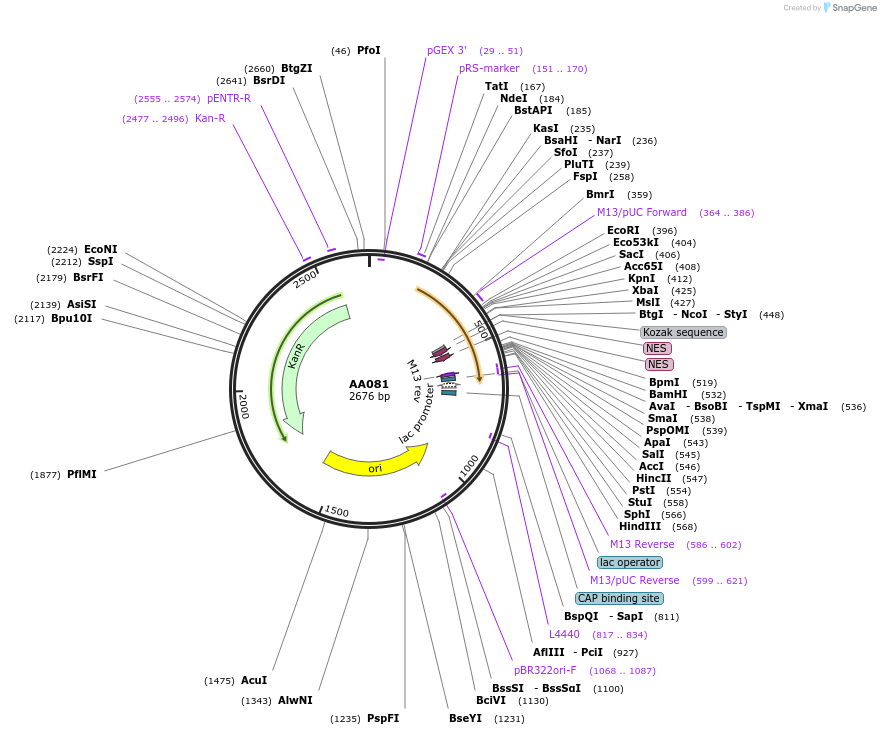 215977-plasmid-map-sequence-id-431444