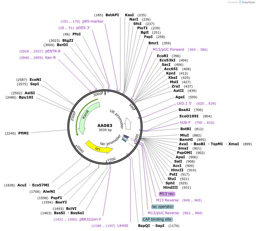 215934-plasmid-map-sequence-id-431445