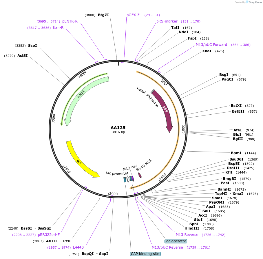 215982-plasmid-map-sequence-id-431448