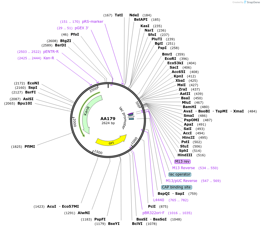 215939-plasmid-map-sequence-id-431449