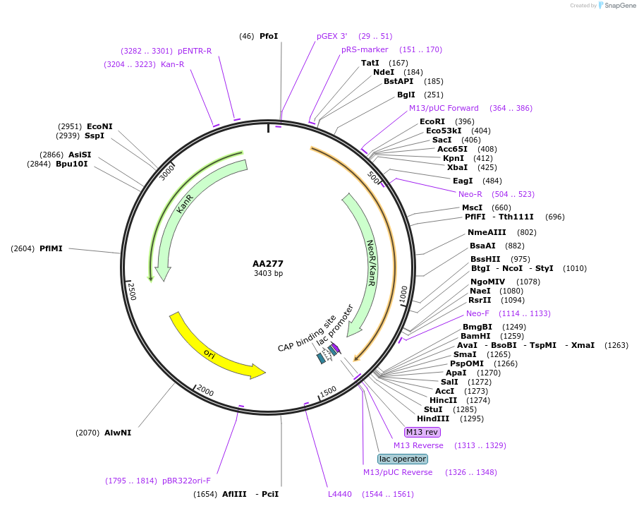 215999-plasmid-map-sequence-id-431451