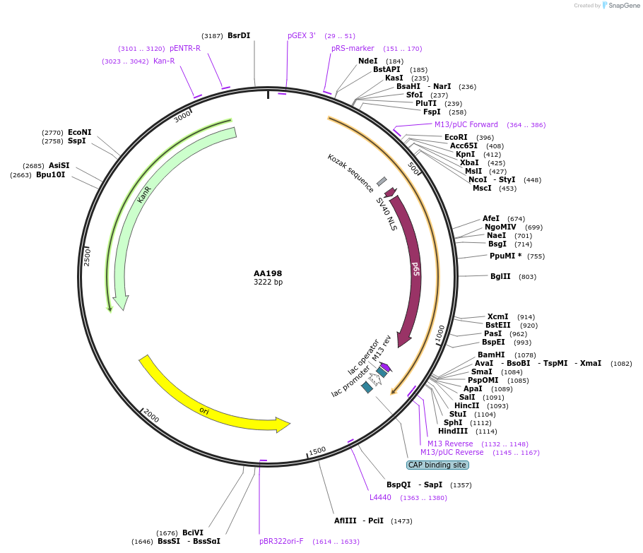 215985-plasmid-map-sequence-id-431453