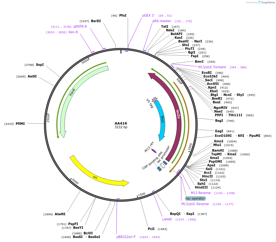 215992-plasmid-map-sequence-id-431456