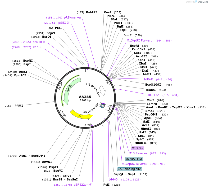 215947-plasmid-map-sequence-id-431462