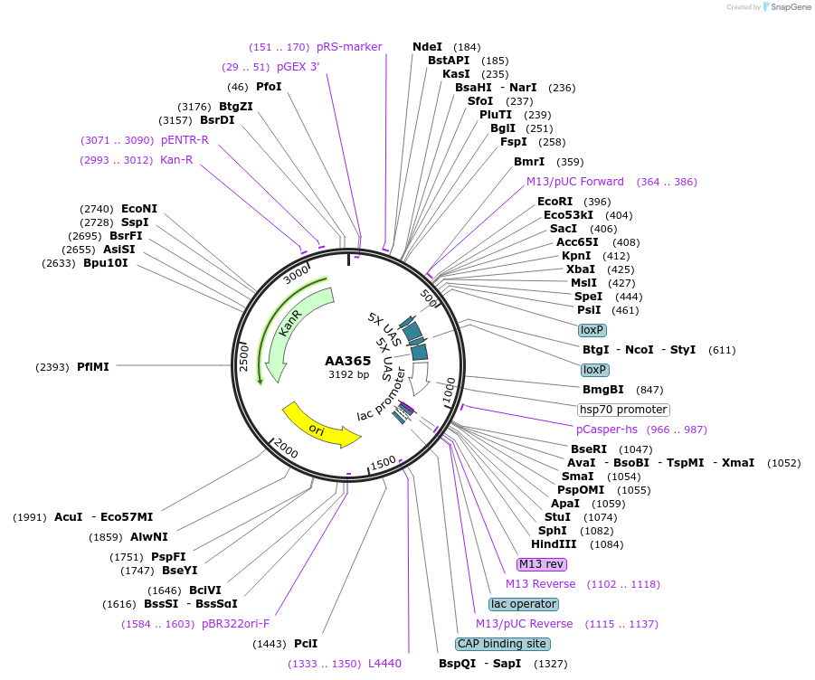 215969-plasmid-map-sequence-id-431463