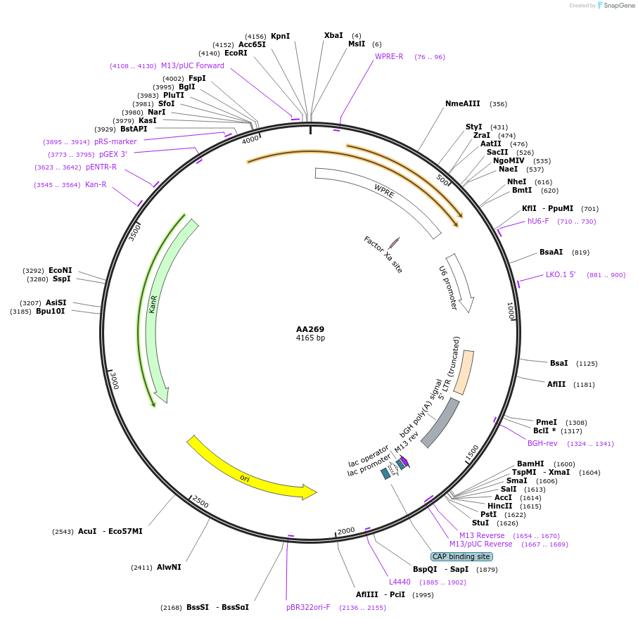 216073-plasmid-map-sequence-id-431466
