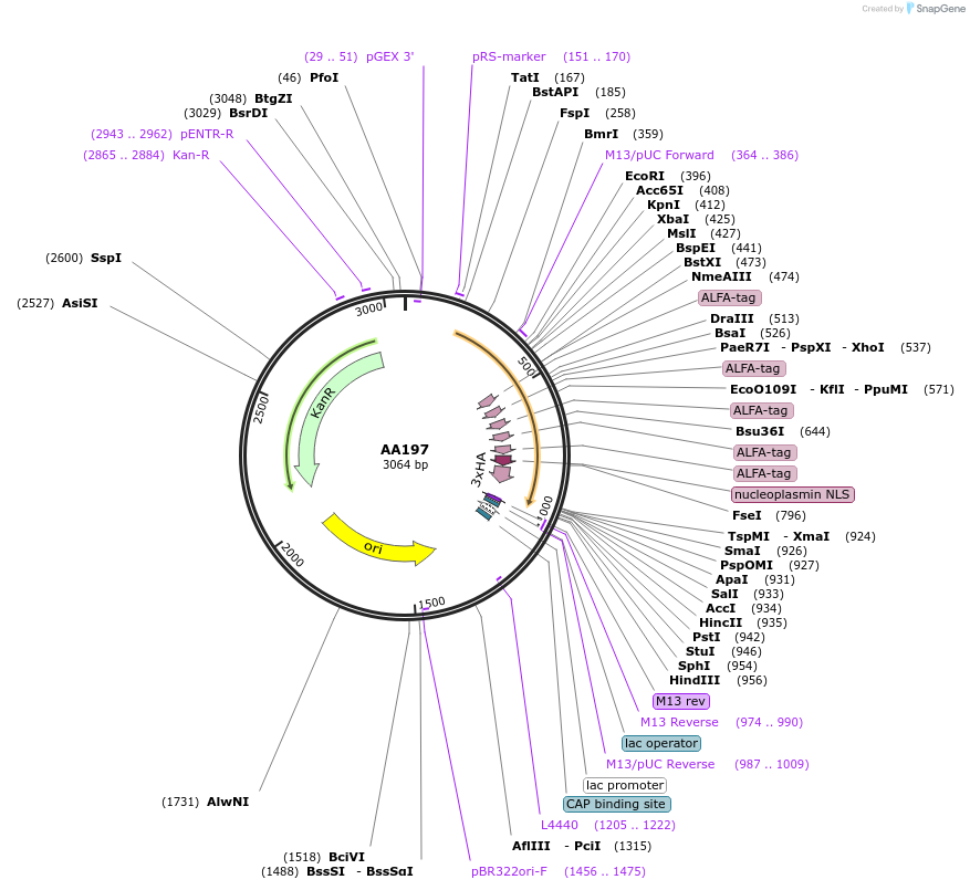 216049-plasmid-map-sequence-id-431467