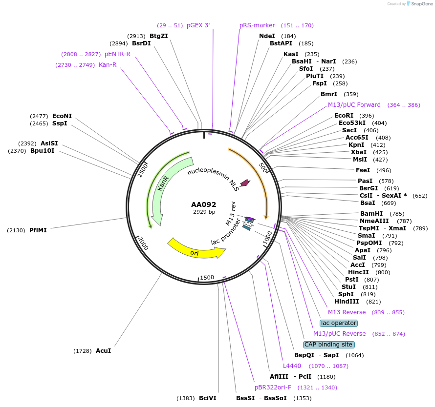 216041-plasmid-map-sequence-id-431468