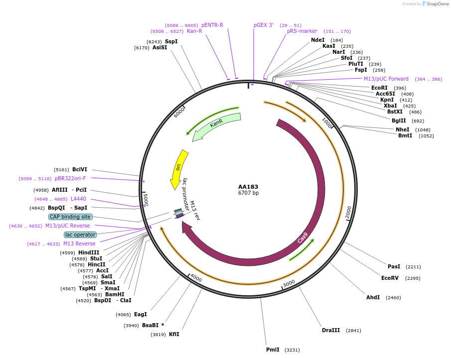 216025-plasmid-map-sequence-id-431472