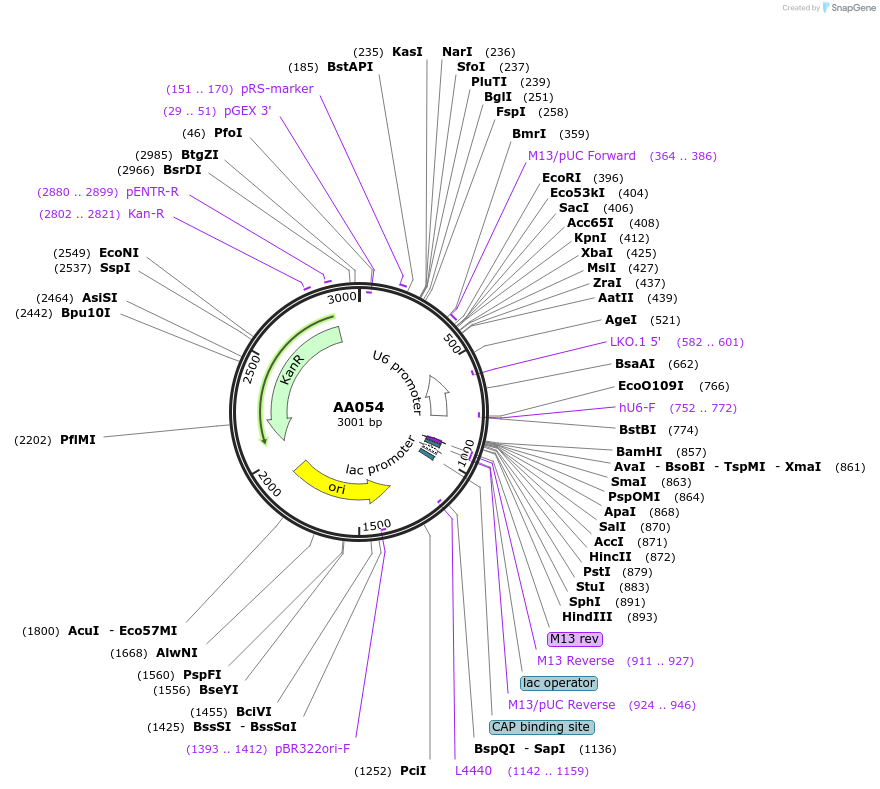 215932-plasmid-map-sequence-id-431474
