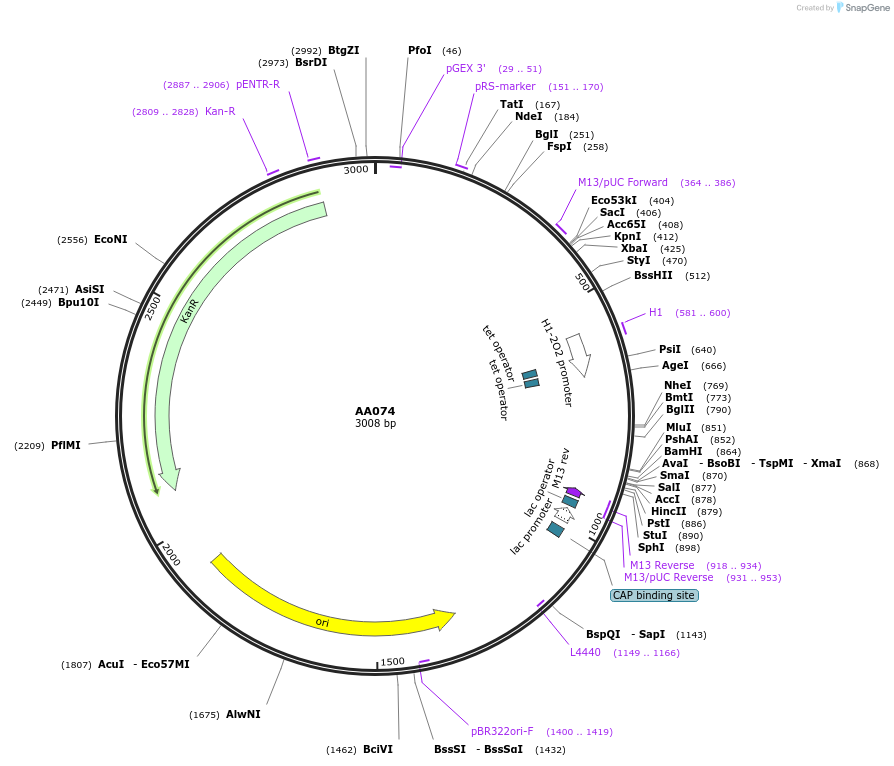 215933-plasmid-map-sequence-id-431475