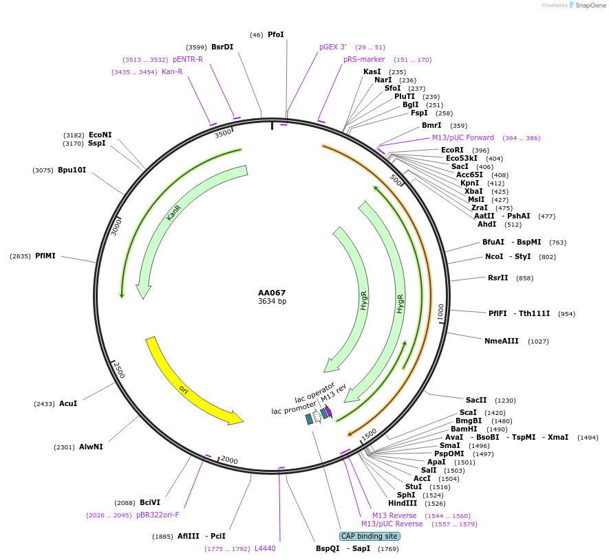 215993-plasmid-map-sequence-id-431478