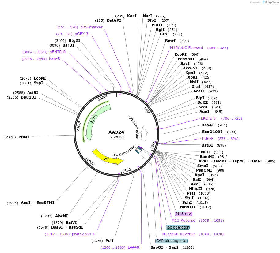 215953-plasmid-map-sequence-id-431481