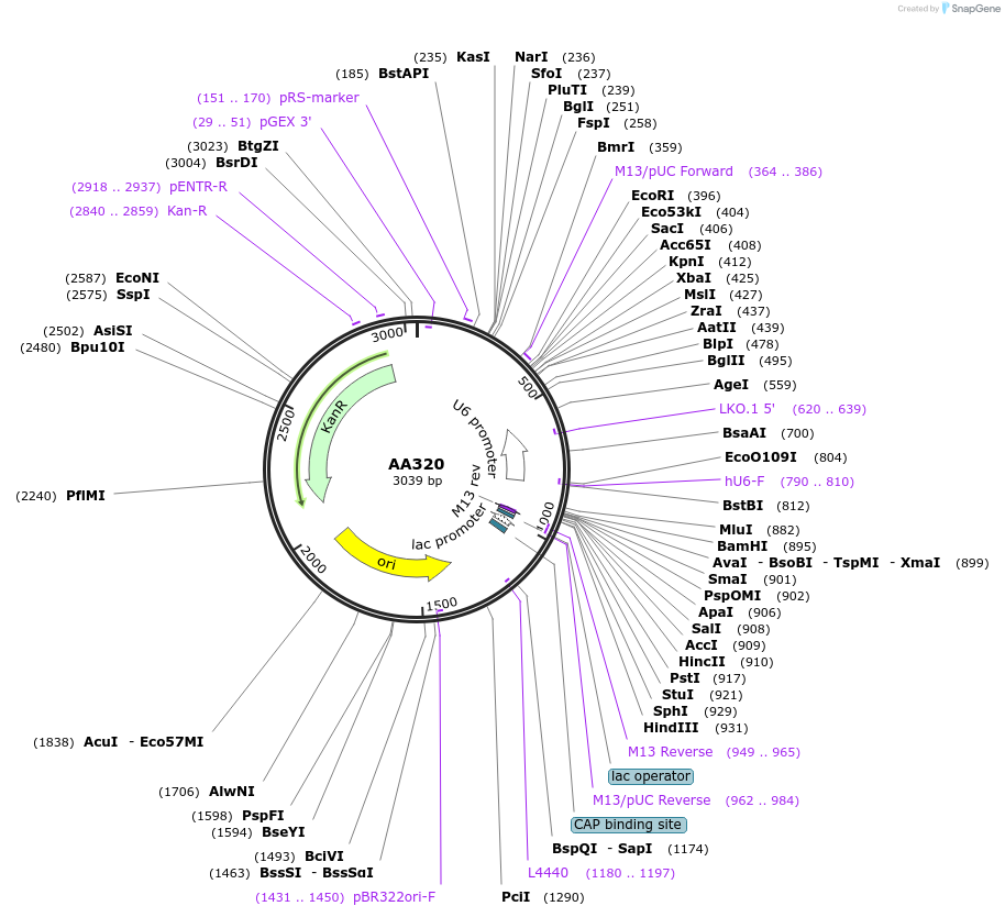 215952-plasmid-map-sequence-id-431483