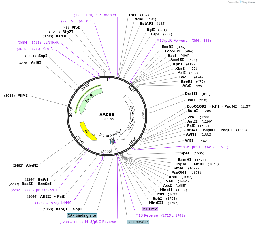 215966-plasmid-map-sequence-id-431485