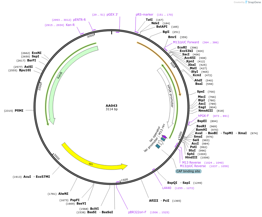 215964-plasmid-map-sequence-id-431486