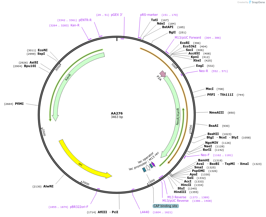 216066-plasmid-map-sequence-id-431488