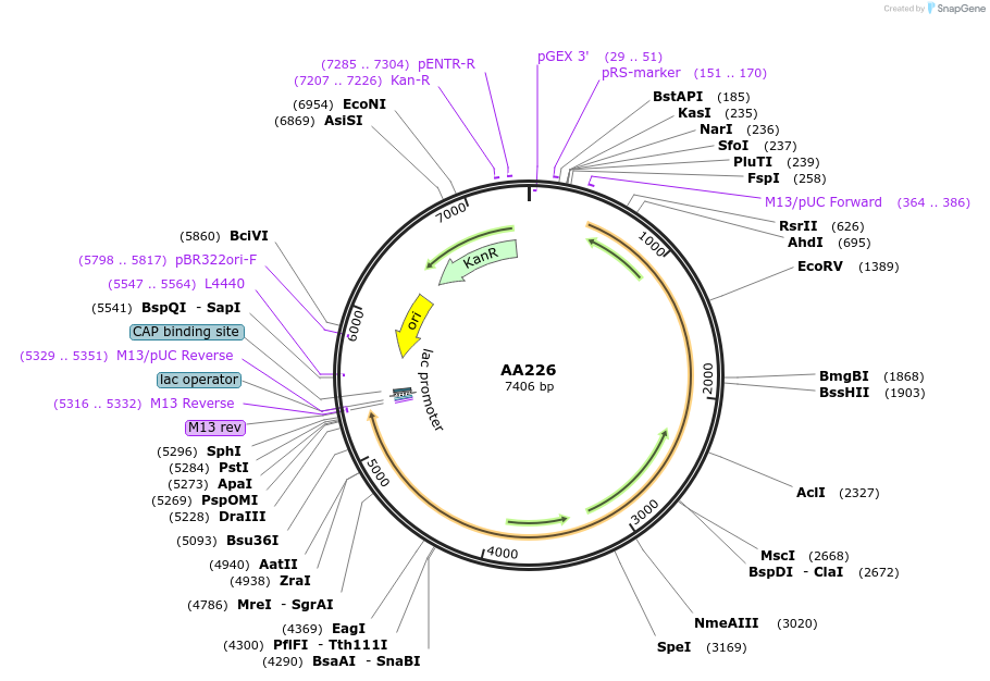 216027-plasmid-map-sequence-id-431489