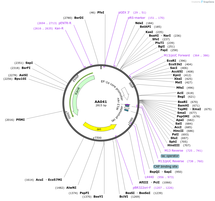 215963-plasmid-map-sequence-id-431490