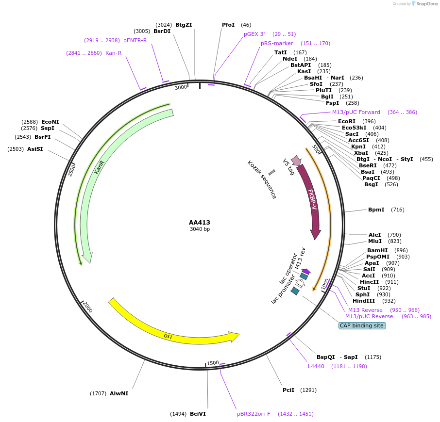 215990-plasmid-map-sequence-id-431491