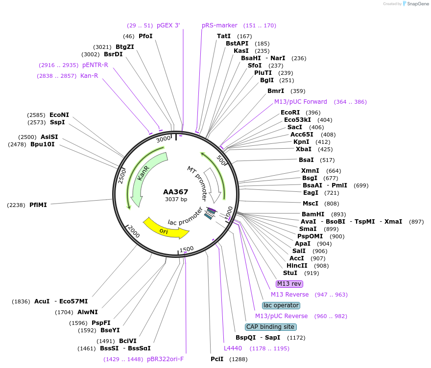 215971-plasmid-map-sequence-id-431497