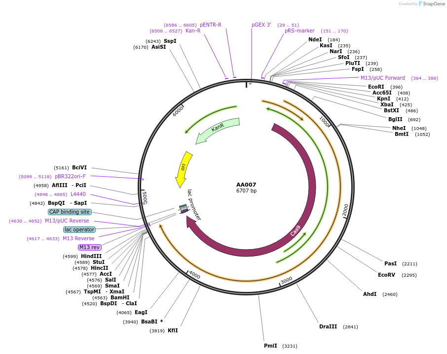 216002-plasmid-map-sequence-id-431498