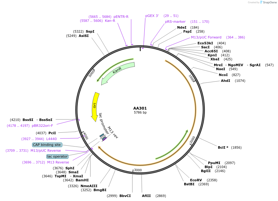 216030-plasmid-map-sequence-id-431499