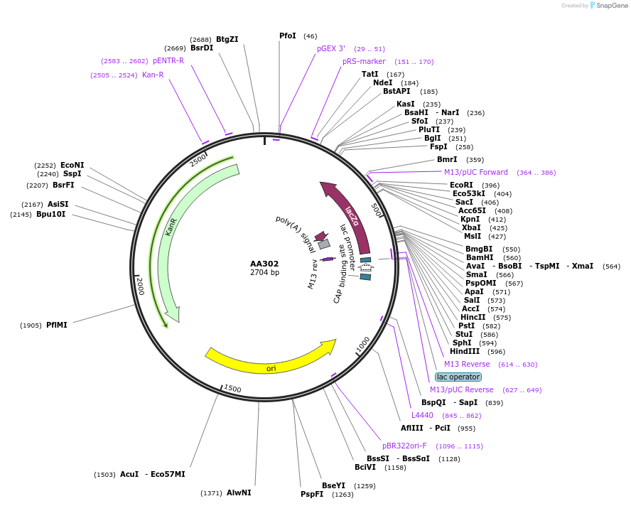 216052-plasmid-map-sequence-id-431504