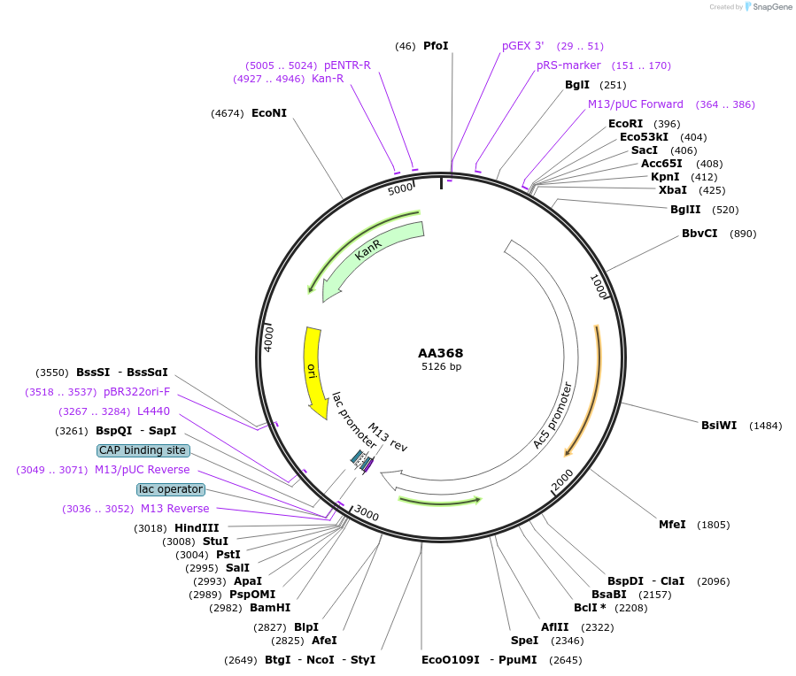 215972-plasmid-map-sequence-id-431505
