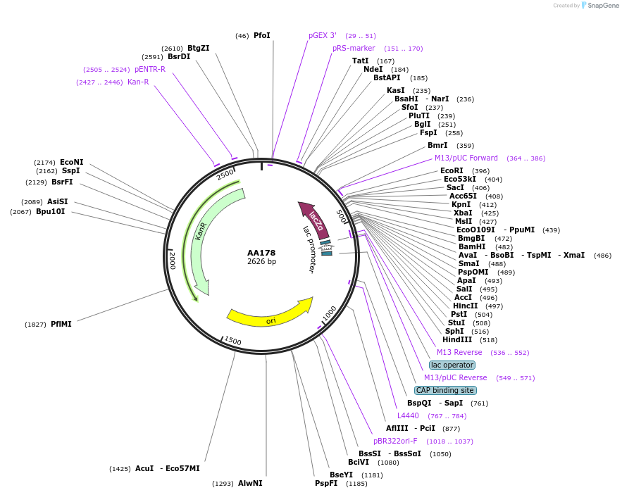 216046-plasmid-map-sequence-id-431506