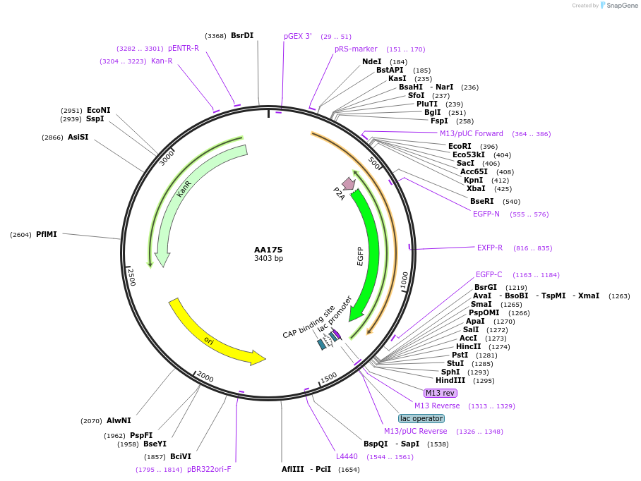 216062-plasmid-map-sequence-id-431508