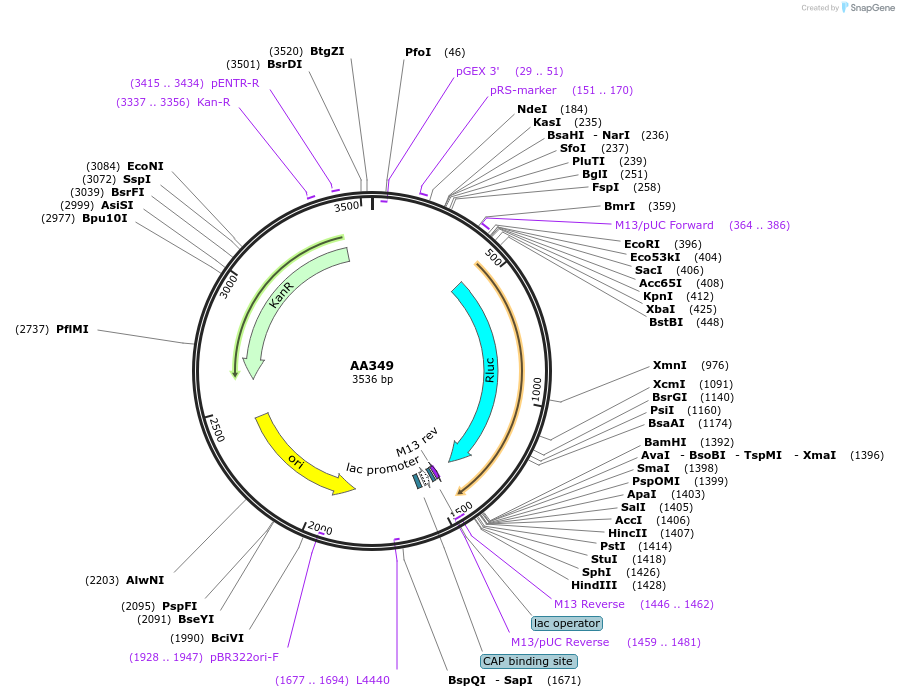 216032-plasmid-map-sequence-id-431511