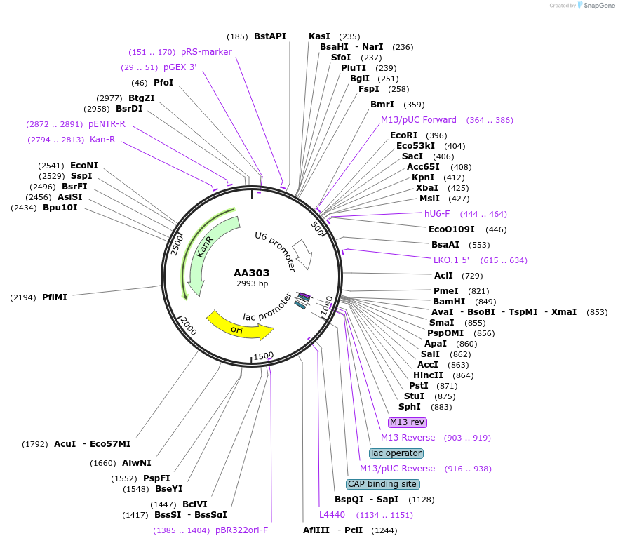 216071-plasmid-map-sequence-id-431513